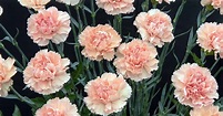 How to Grow and Care for Carnations | Gardener’s Path