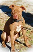Characteristic Features of Red Nose Pit Bulls You Should Know | Red ...