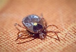 Ticks: Diseases and prevention of this appalling arachnid | AGDAILY