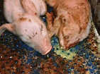 Diarrhea in PEDV-infected piglets | Download Scientific Diagram