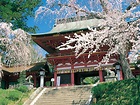 Shiogama Shrine/Shiwahiko Shrine | TOHOKU x TOKYO (JAPAN)