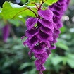Purple Hearts Plant : Complete Guide And Care Tips - UrbanArm