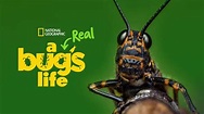 A Real Bug's Life Season 1: How Many Episodes & When Do New Episodes ...