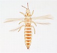 Frankliniella occidentalis | Oz Thrips