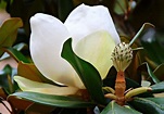 Magnolia | El elegante magnolio tiene muchos motivos para se… | Flickr