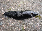 File:Black slug.jpg - Wikipedia