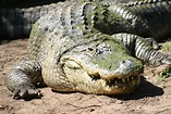 File:American Alligator.JPG - Wikimedia Commons