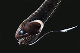Scientists Learn Secrets From Ultra-Black Skin That Allows Deep-Sea ...