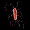 Proteus Vulgaris Bacterium Photograph by Kateryna Kon/science Photo ...