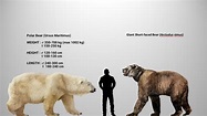 Accurate size comparison between the giant short-faced bear and the ...