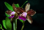 BLC. GUTTATA DARK PRINCESS CORTE ADULTO | Ocotea.net