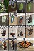 Fotokarten:"Wie entwickelt sich ein Schmetterling" - Dadurch können Sie ...