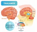 Thalamus - The Definitive Guide | Biology Dictionary