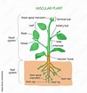 Vascular plant biological structure labeled diagram, vector ...