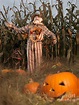 Scarecrow in a Corn Field by Maxim Images Exquisite Prints