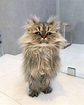 Instagram on Instagram: “Photo by @barnaby_persian Hello, world! Meet ...