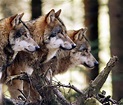 A beautiful photo of a wolf pack. : pics