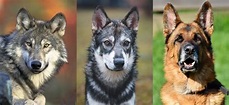 Wolf und Hund im Vergleich: Welche Unterschiede gibt es? | HundeFunde