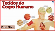 Tecidos do Corpo Humano (Ciências) - YouTube