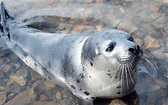 Pinniped ~ Detailed Information | Photos | Videos