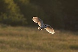 Barn Owls - Paul Miguel Wildlife Photography