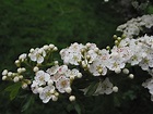 Hawthorn | How to Identify Hawthorn | A Guide from TCV