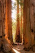 10 Best Things to Do in Sequoia & Kings Canyon National Park — noahawaii