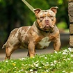 Micro Bully – The Exotic Bully Dog For Small Spaces