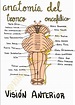 Anatomía del tronco encefálico | Anatomía médica, Anatomia y fisiologia ...