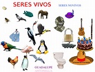 40 Ejemplos De Seres Vivos Y No Vivos | Images and Photos finder