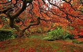 Japanese Maple Tree Symbolism & Meaning (Grace) - Meaning Symbolism