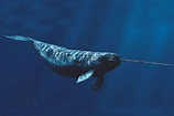 Narwhal - Facts, Pictures, Habitat, Behavior, Appearance, Information ...