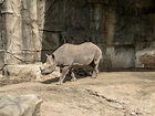 Brookfield Zoo – Chicago Traveler