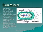 PPT - Reino Monera PowerPoint Presentation, free download - ID:849758