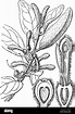 Plantas parasitarias Imágenes vectoriales de stock - Alamy