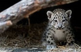 Cleveland Metropark Zoo's new baby snow leopard (photos) - cleveland.com