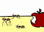 Ants That Count! : Krulwich Wonders... : NPR