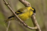 Fotografía Jilguero lúgano (Eurasian Siskin) de Salvador Solé Soriano