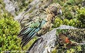 Kea (Nestor notabilis) static & in flight - endemic - New Zealand ...