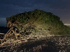 Árvore da Preguiça (Jericoacoara) - ATUALIZADO 2020 O que saber antes ...