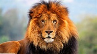 El León – Los animales me hablan