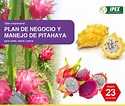 Plan de negocios y manejo de la pitahaya | Instituto Peruano Exportadores