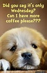 Did you Say Its Only Wednesday Can I Have More Coffee | Funny wednesday ...
