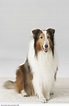 The Dog That Played Lassie - America Comes Alive