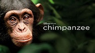 Schimpansen | Film 2012 | Moviebreak.de