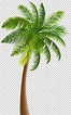 Free download | Illustration of palm tree, Palm trees, Palm, leaf ...
