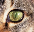 Cat's eye photo - WP05397