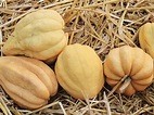 Winter Squash- Thelma Sanders seeds | The Seed Collection
