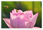 9938 台灣 植物 花卉 Lotus Blooms 荷花 蓮花 花田 Flora . 農業 写真 . 南瀛風景寫真 - Nature ...