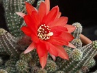 7 cactus de flores rojas y sus cuidados | Jardineria On
